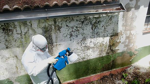 Top rated local Basement Mold Removal specialists in Cape Coral, FL